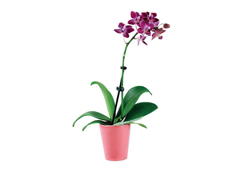 zydintis-augalas-orchideja-bon-via-flora