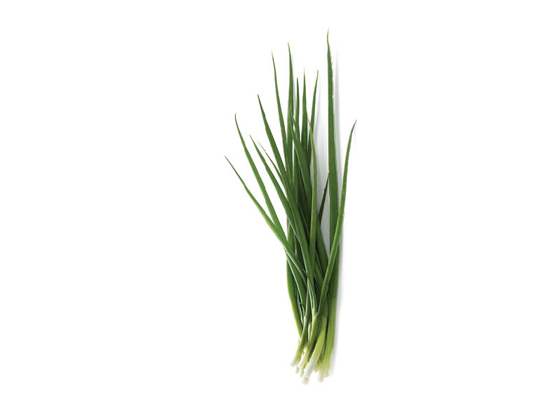 Svogūnų laiškai