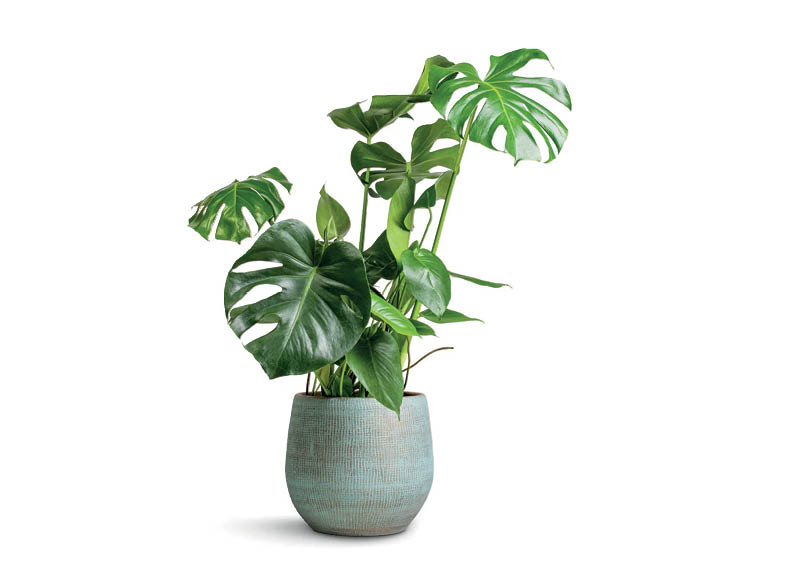 vazoninis-augalas-monstera