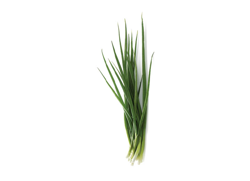 Svogūnų laiškai