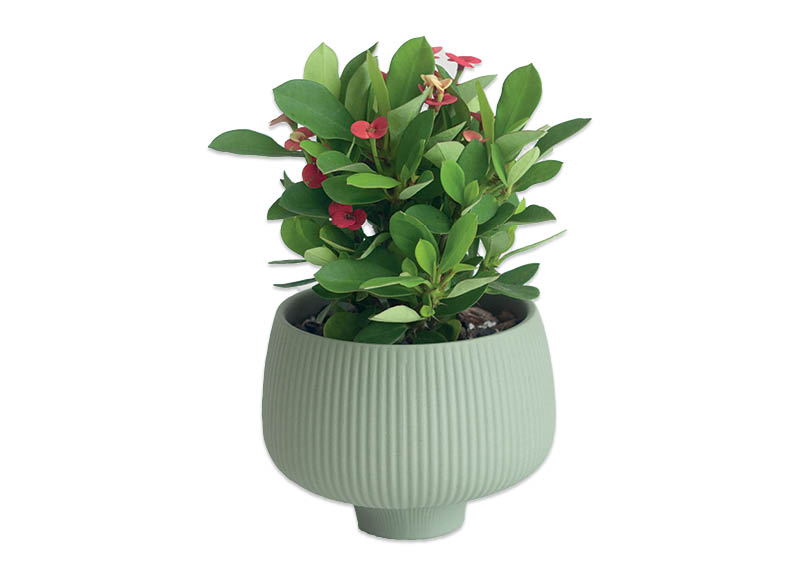 vazonine-gele-orchideja-royal-mix