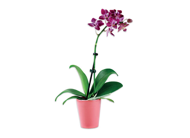 BON VIA FLORA žydintis augalas ORCHIDĖJA