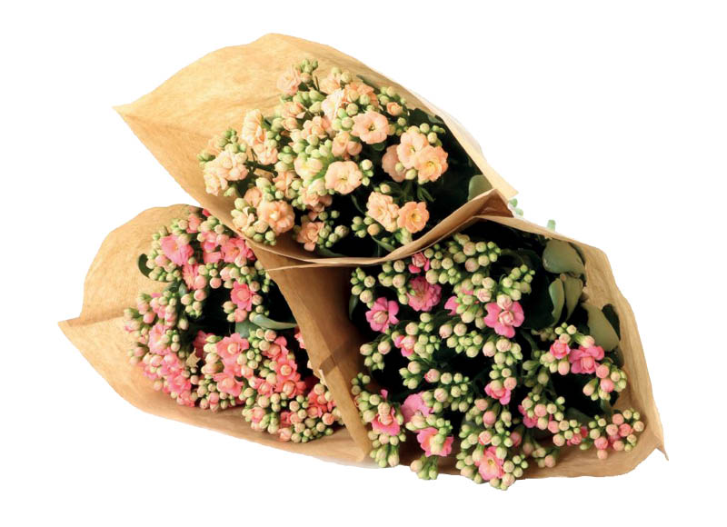 skintu-geliu-tulpiu-ir-freziju-puokste