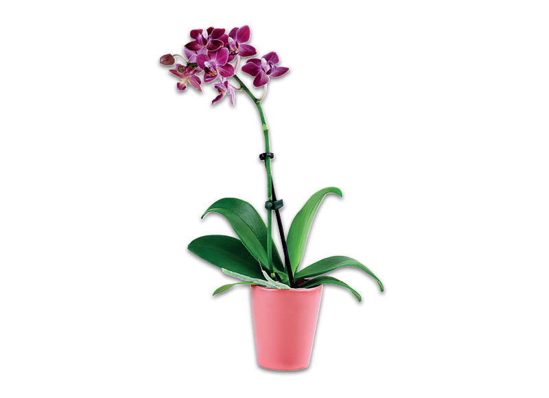 zydintis-augalas-orchideja-bon-via-flora