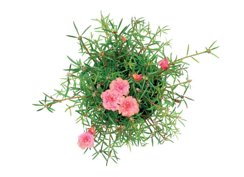 Vazoninis augalas PORTULAKA