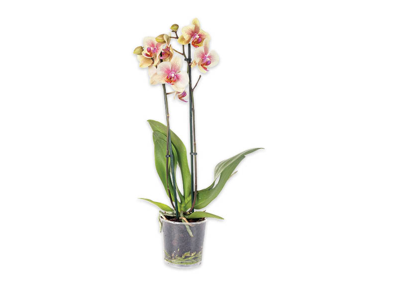 zydintis-augalas-orchideja-2-stiebai