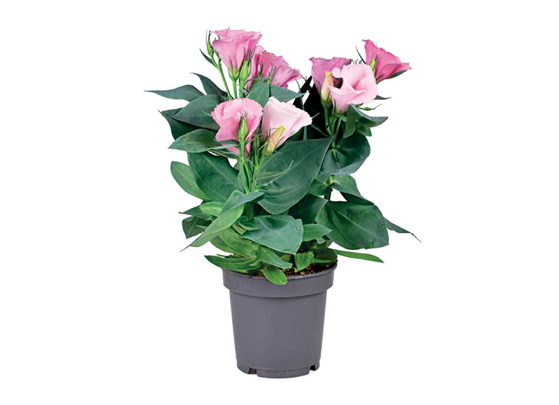 zydintis-augalas-eustoma