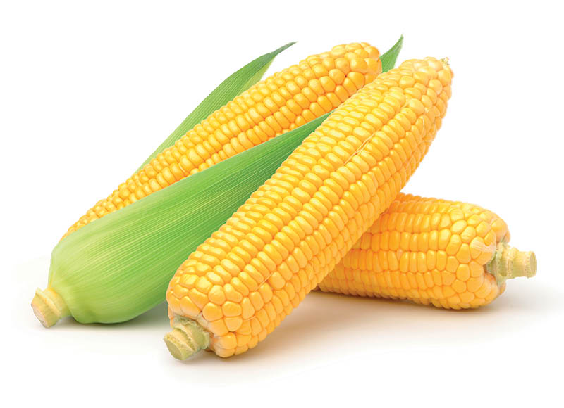 Šviežios kukurūzų burbuolės