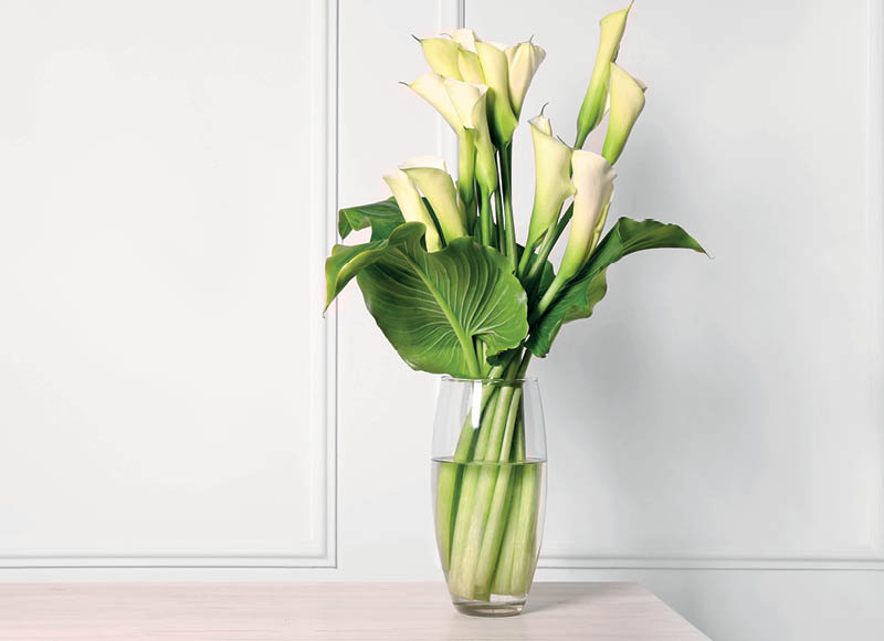 skintos-geles-kalijos-40-cm