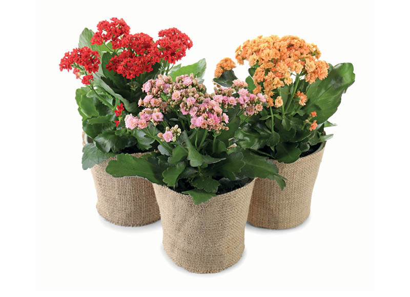 vazoninis-augalas-kalanke-dream-bells-14-cm