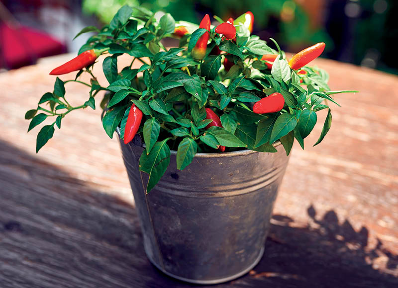 dekoratyvinis-augalas-paprika-vazono-skersmuo-12-cm