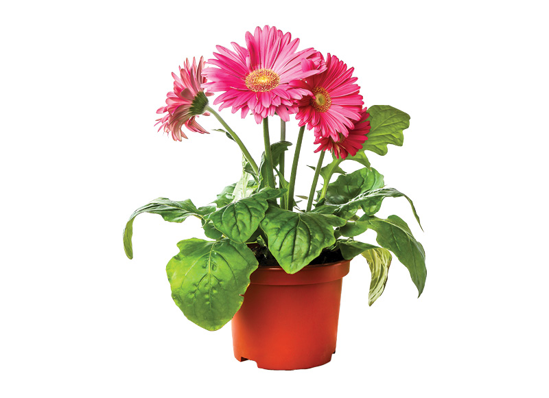 Žydintis augalas GERBERA