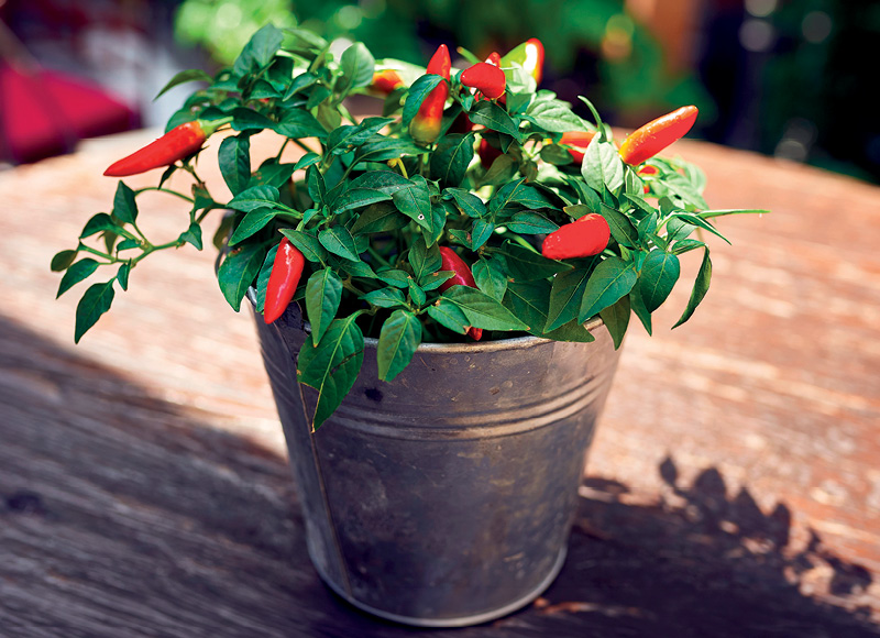 Dekoratyvinė PAPRIKA MIX