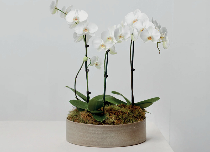 Žydintis vazoninis augalas ORCHIDEJA