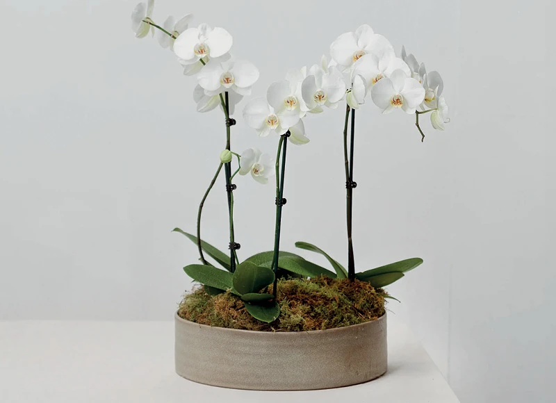 Žydintis augalas ORCHIDĖJA 3 stiebai, 1 vnt