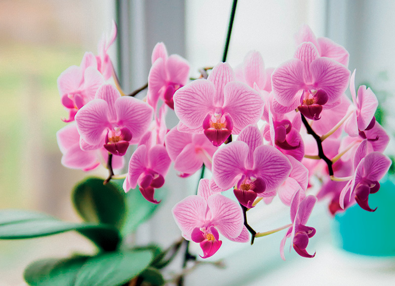 vazonine-gele-orchideja-mini-keramikiniame-vazone