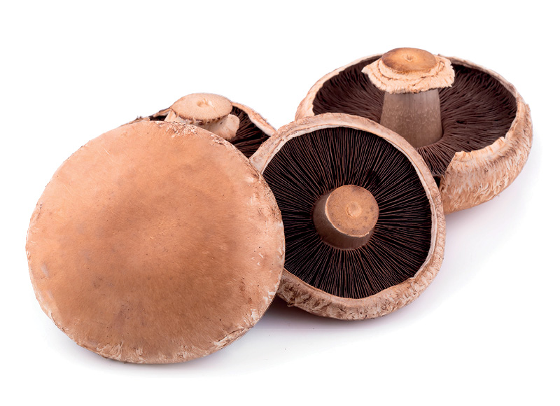 Grybai PORTOBELLO