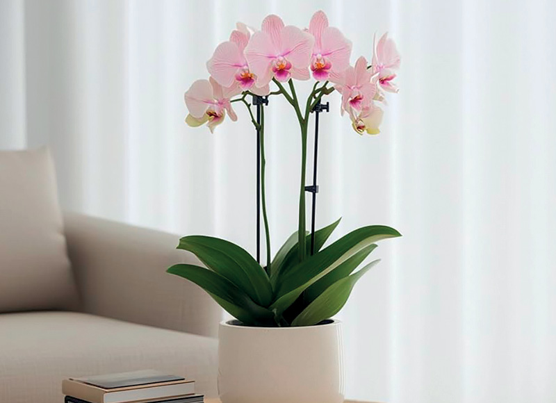 BON VIA FLORA vazoninis augalas ORCHIDĖJA