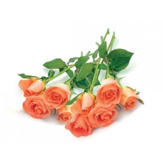 skintos-rozes-9-vnt