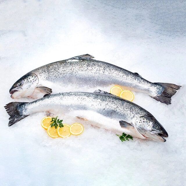 atlantines-lasisos-su-galva-isskrostos-atsaldytos-salmo-salar-salmo-salar