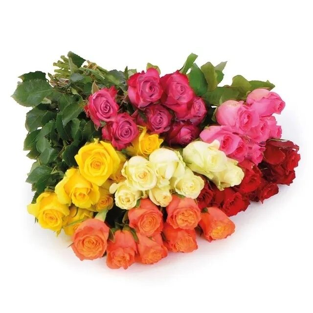 skintos-rozes-7-vnt