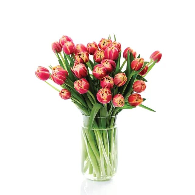 skintos-tulpes-bon-via-flora-7-vnt